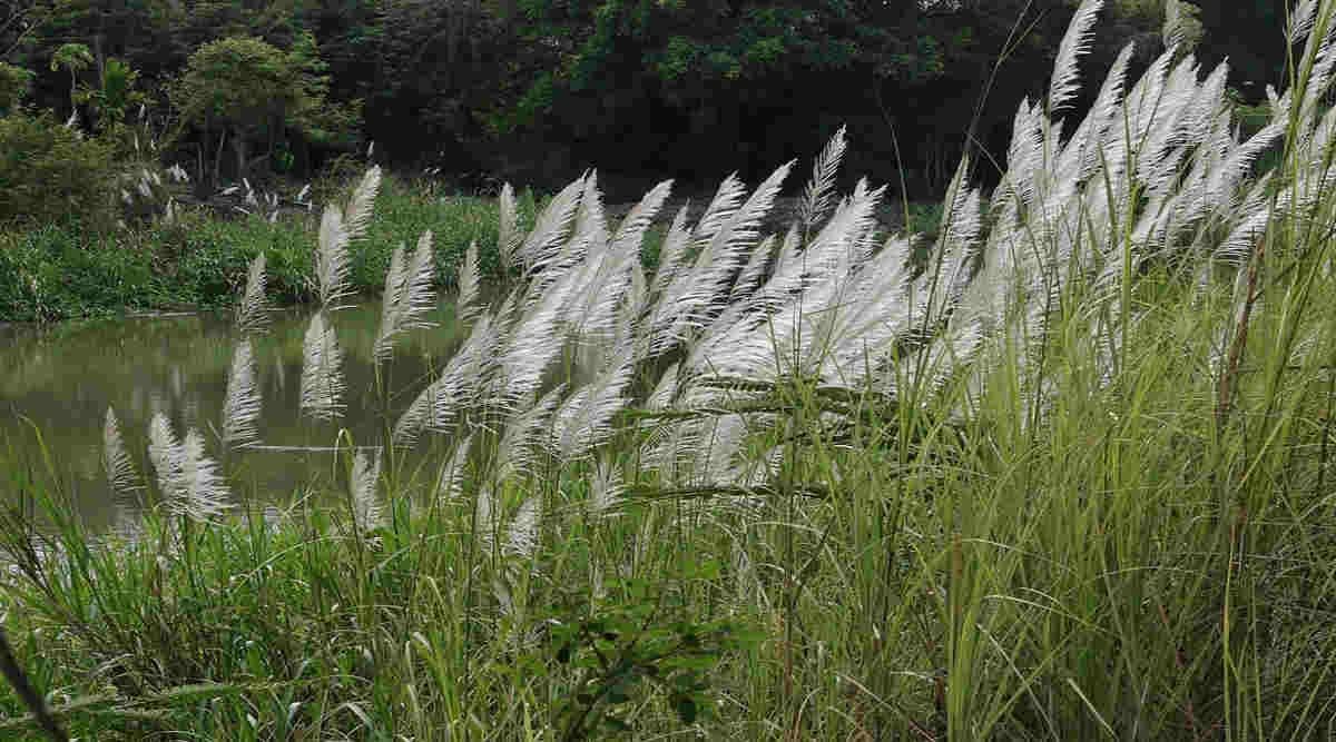 Wild moonj across the riverbeds